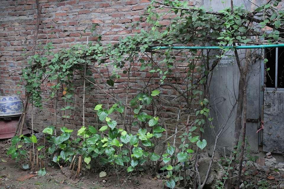 Người Hà Nội trồng rau, nuôi lợn trong... biệt thự hạng sang - 7
Nằm ở vị trí đắc địa trên mặt đường Lê Trọng Tấn kéo dài (xã An Khánh, Hoài Đức, Hà Nội), cách Đại lộ Thăng Long chỉ vài trăm mét, cách trung tâm thủ đô 10 km, khu đô thị này từng là cơn sốt đối với nhiều nhà đầu tư bất động sản và những người có nhu cầu nhà ở cao cấp. Song thời điểm hiện tại, số hộ dân chuyển về đây sinh sống khá ít ỏi.