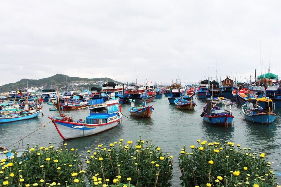 Sắc xuân trên hòn đảo 3.000 dân gần đất liền nhất ở Nha Trang - 2 Hàng trăm tàu cá của ngư dân trên đảo đã cập bờ để ăn Tết