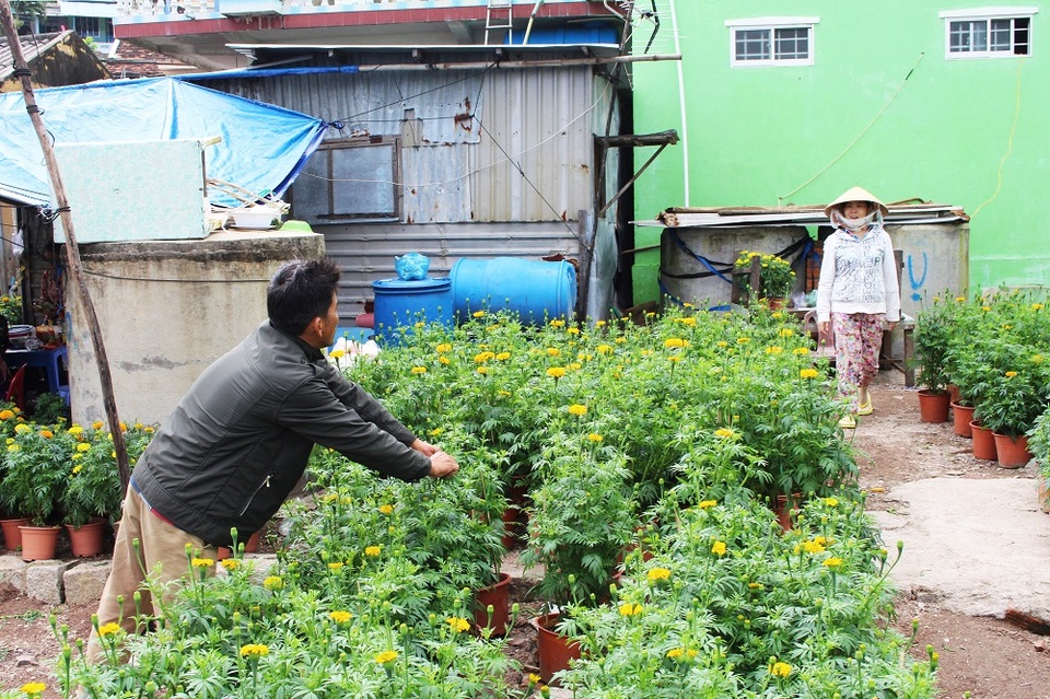 Sắc xuân trên hòn đảo 3.000 dân gần đất liền nhất ở Nha Trang - 4 Mỗi chậu hoa thọ trên đảo dao động 35.000-40.000 đồng/chậu