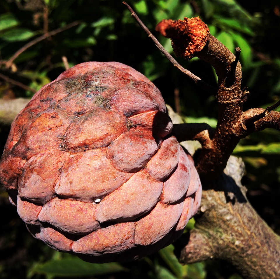 Hiện đang là cuối mùa nên na còn lại rất ít