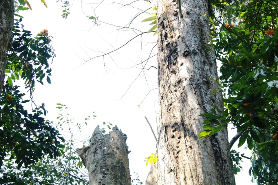 Cây chò ngàn năm đang “chết dần chết mòn” trong rừng Cúc Phương - 8 Một thân chính của cây phía trên hiện rõ chết dần chết mòn khi vỏ cây đã bị khô, nứt nẻ, cành cây con bị rụng lá khẳng khiu. Ngay bên dưới thân cây này là một cành lớn cũng đã bị gãy ngọn, khô và bị mục nát.