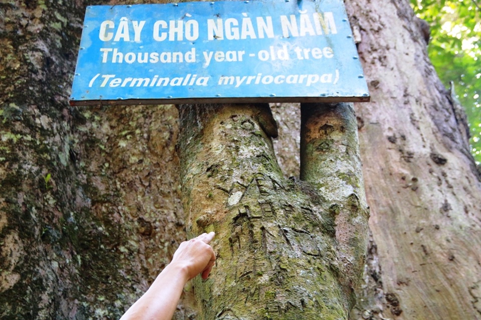 Cây chò ngàn năm đang “chết dần chết mòn” trong rừng Cúc Phương - 10 Nhiều du khách không có ý thức khi đến tham quan cây đã dùng dao khắc tên mình vào vỏ cây, điều này đã làm cho cây bị tổn thương, bị hư hại dẫn đến nhanh bị lão hóa và bị chết đi lớp vỏ bên ngoài.