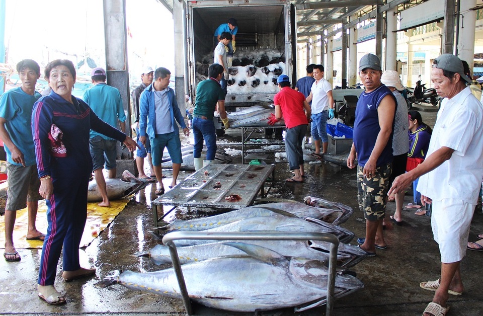 Ngư dân trúng đậm cá ngừ đại dương đầu xuân Đinh Dậu - 1 Ngư dân rộn ràng đưa cá ngừ lên cảng cá Hòn Rớ (TP Nha Trang) để bán cho thương lái, sáng 6/2