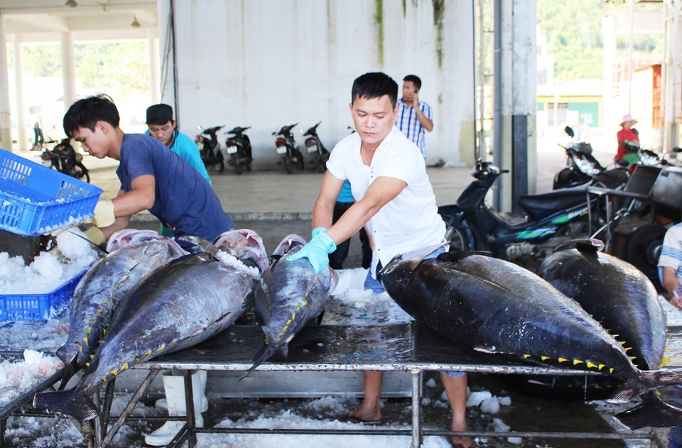 Ngư dân trúng đậm cá ngừ đại dương đầu xuân Đinh Dậu - 2 Theo các ngư dân, chuyến biển này cá đều, chất lượng
