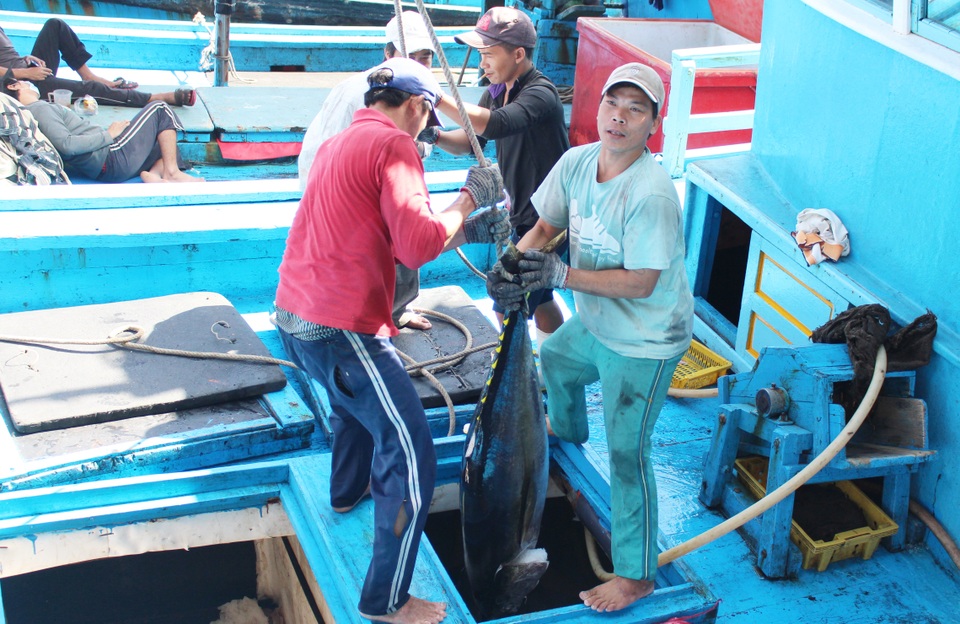 Ngư dân trúng đậm cá ngừ đại dương đầu xuân Đinh Dậu - 3 Nhiều tàu cá đạt 40-50 con cá ngừ đại dương sau chuyến biển Tết