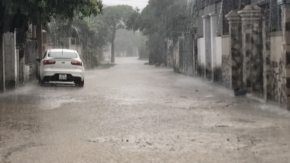 Cơn “mưa vàng” xối mát thành Vinh - 1 Cơn mưa vàng giải nhiệt thành Vinh.