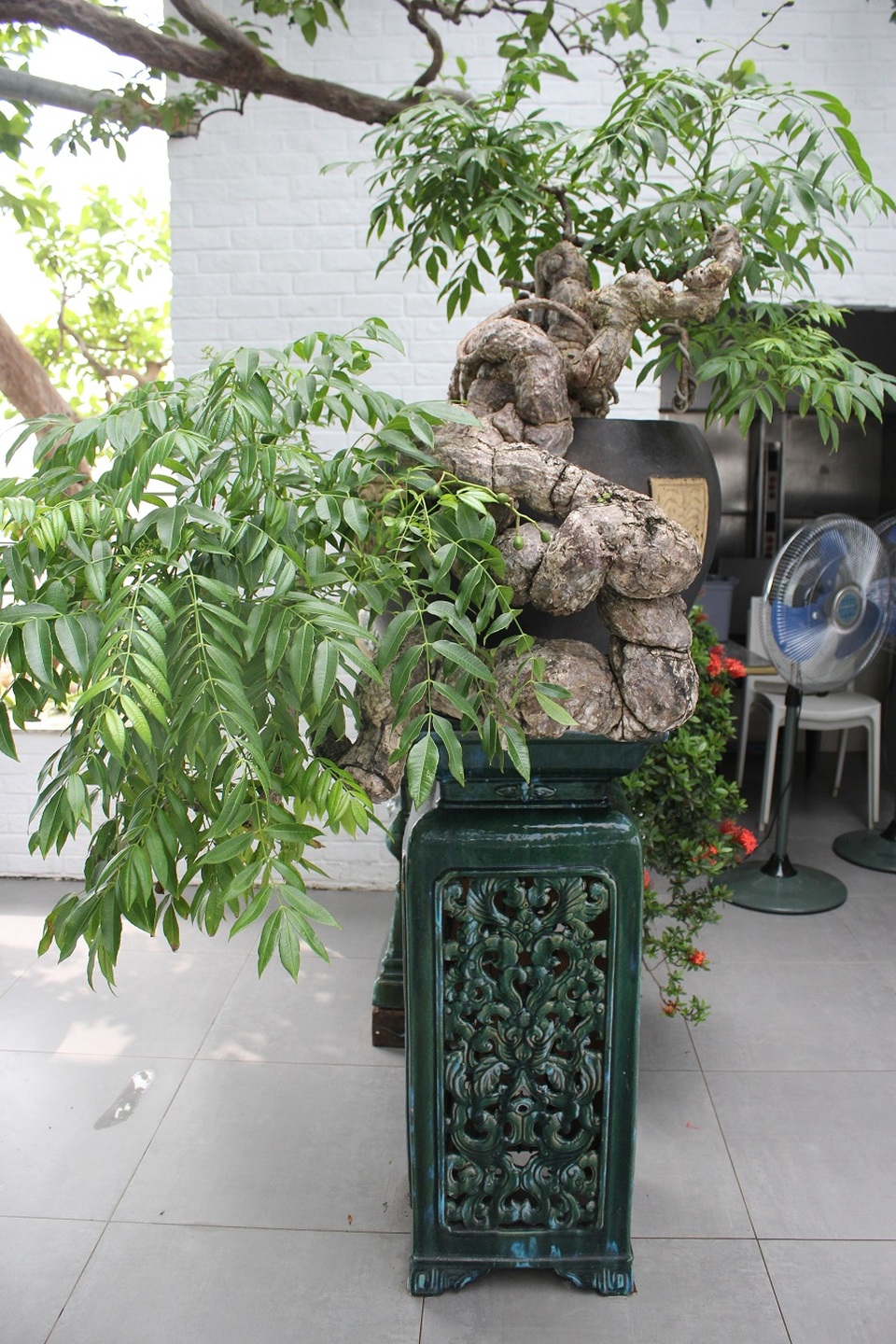Cây ổi trăm tuổi và cuộc ngã giá tiền tỷ của vị đại gia Hà Nội - 9 Cây cóc độc đáo trong vườn nhà ông Thọ