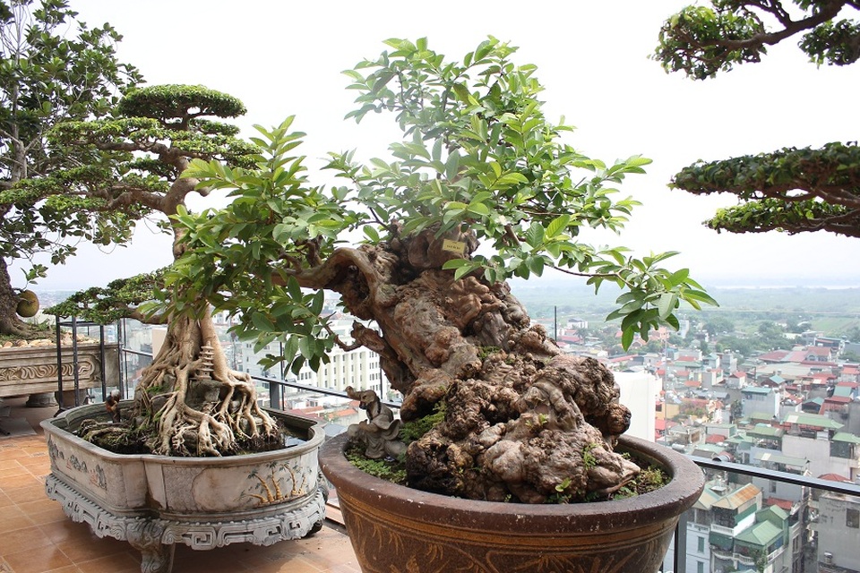 Cây ổi trăm tuổi và cuộc ngã giá tiền tỷ của vị đại gia Hà Nội - 1 Cây ổi bonsai cổ thụ có tuổi đời trên 100 năm, có nguồn gốc ở Lâm Đồng.