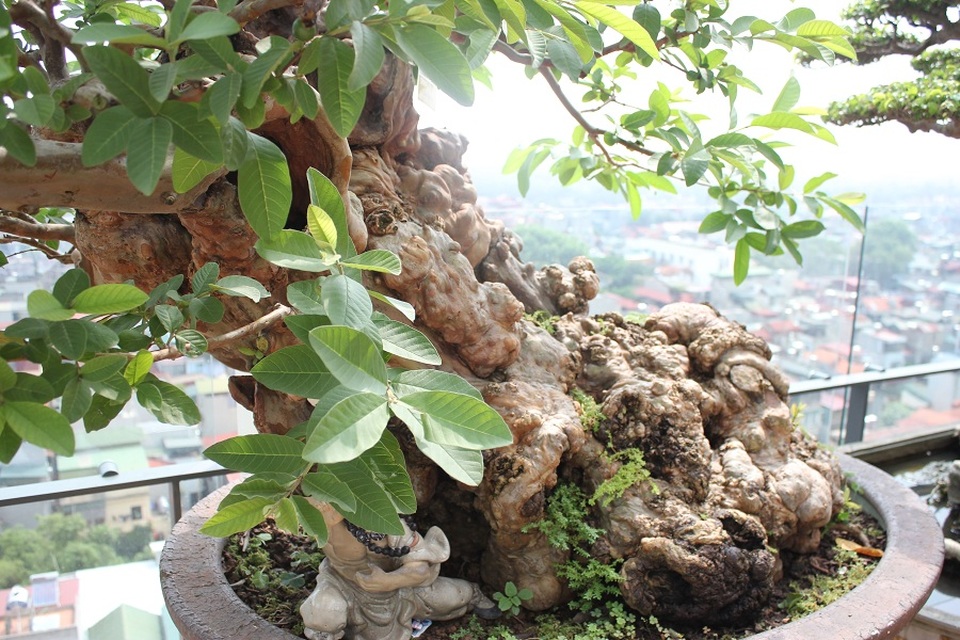 Cây ổi trăm tuổi và cuộc ngã giá tiền tỷ của vị đại gia Hà Nội - 2 Cây được đánh giá là hội tủ đủ 4 yếu tố: cổ - kỳ - mỹ - văn của một cây cảnh đẹp.