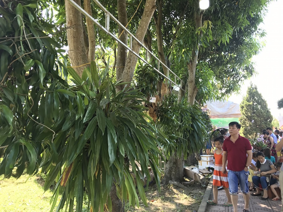 Mãn nhãn trước "rừng" lan khoe sắc - 30 Hàng trăm gốc lan được trưng bày thu hút người xem.