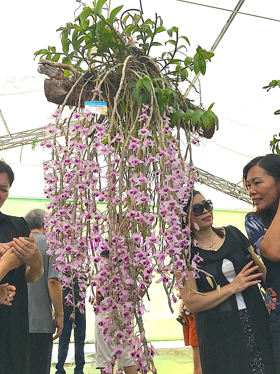 Mãn nhãn trước "rừng" lan khoe sắc - 1 Mãn nhãn trước "rừng" lan khoe sắc - 1