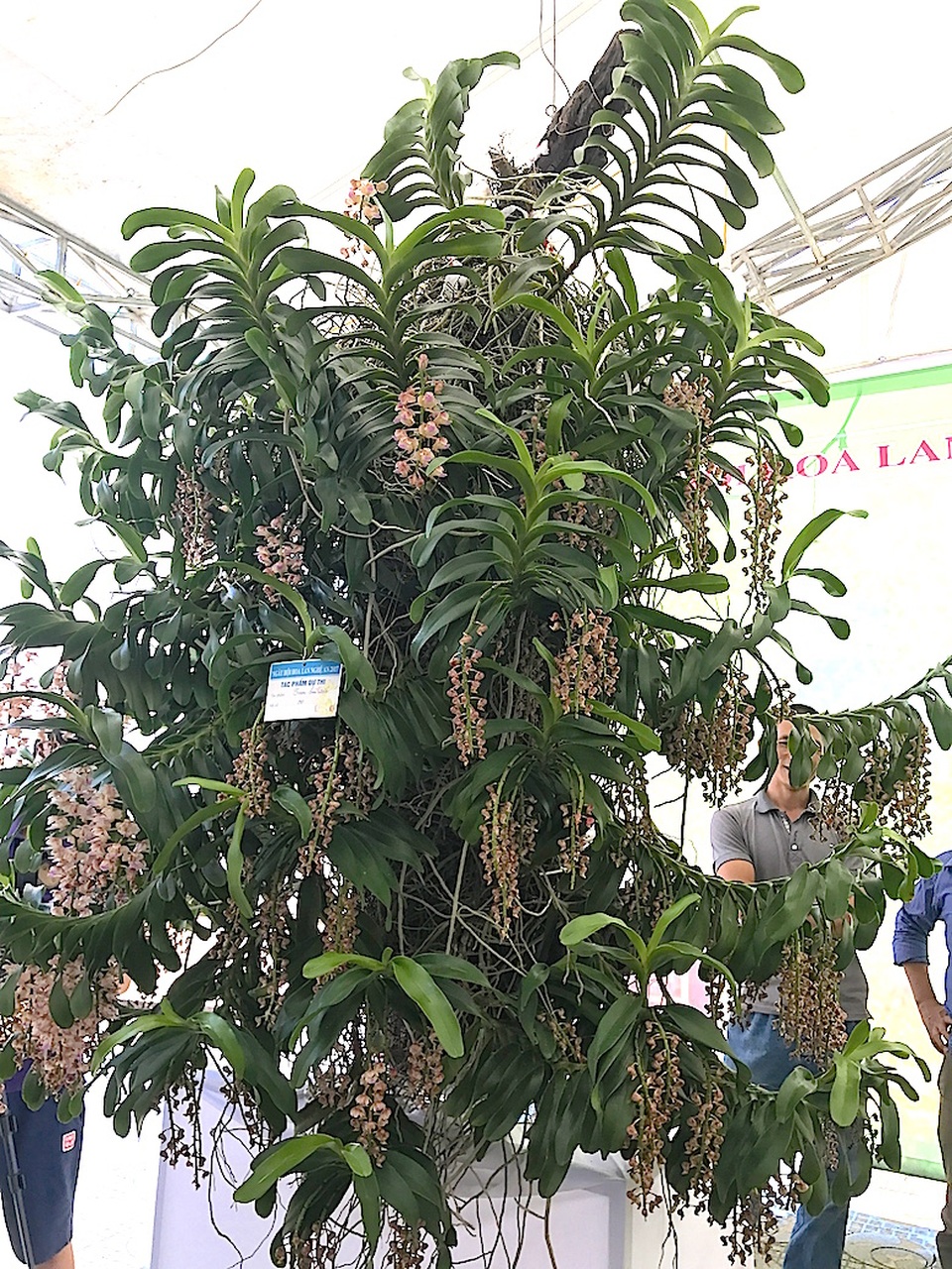 Mãn nhãn trước "rừng" lan khoe sắc - 27 Mãn nhãn trước "rừng" lan khoe sắc - 27
