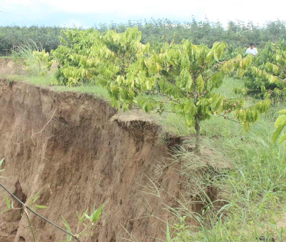 Có khoảng trên 10ha cà phê đang trong thời kỳ thu hoạch của người dân bị ảnh hưởng bởi sạt lở