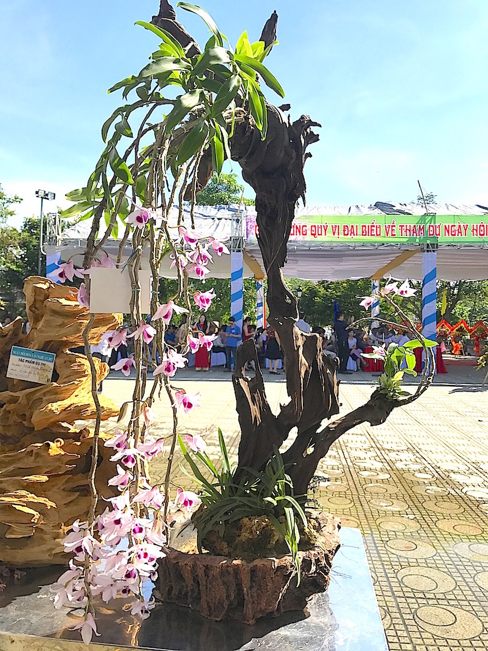 Mãn nhãn trước "rừng" lan khoe sắc - 26 Một tác phẩm nghệ thuật về hoa phong lan.