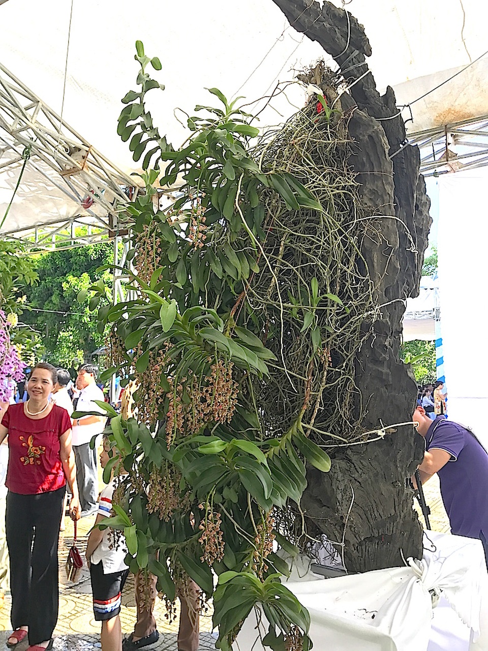 Mãn nhãn trước "rừng" lan khoe sắc - 22 Mãn nhãn trước "rừng" lan khoe sắc - 22