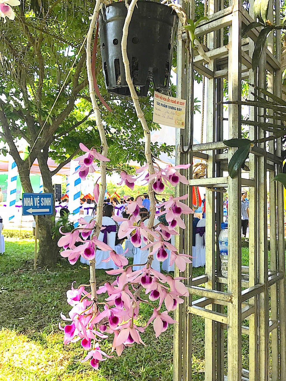 Mãn nhãn trước "rừng" lan khoe sắc - 13 Phi điệp.