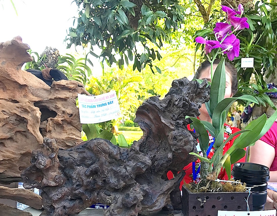 Mãn nhãn trước "rừng" lan khoe sắc - 11 Mãn nhãn trước "rừng" lan khoe sắc - 11