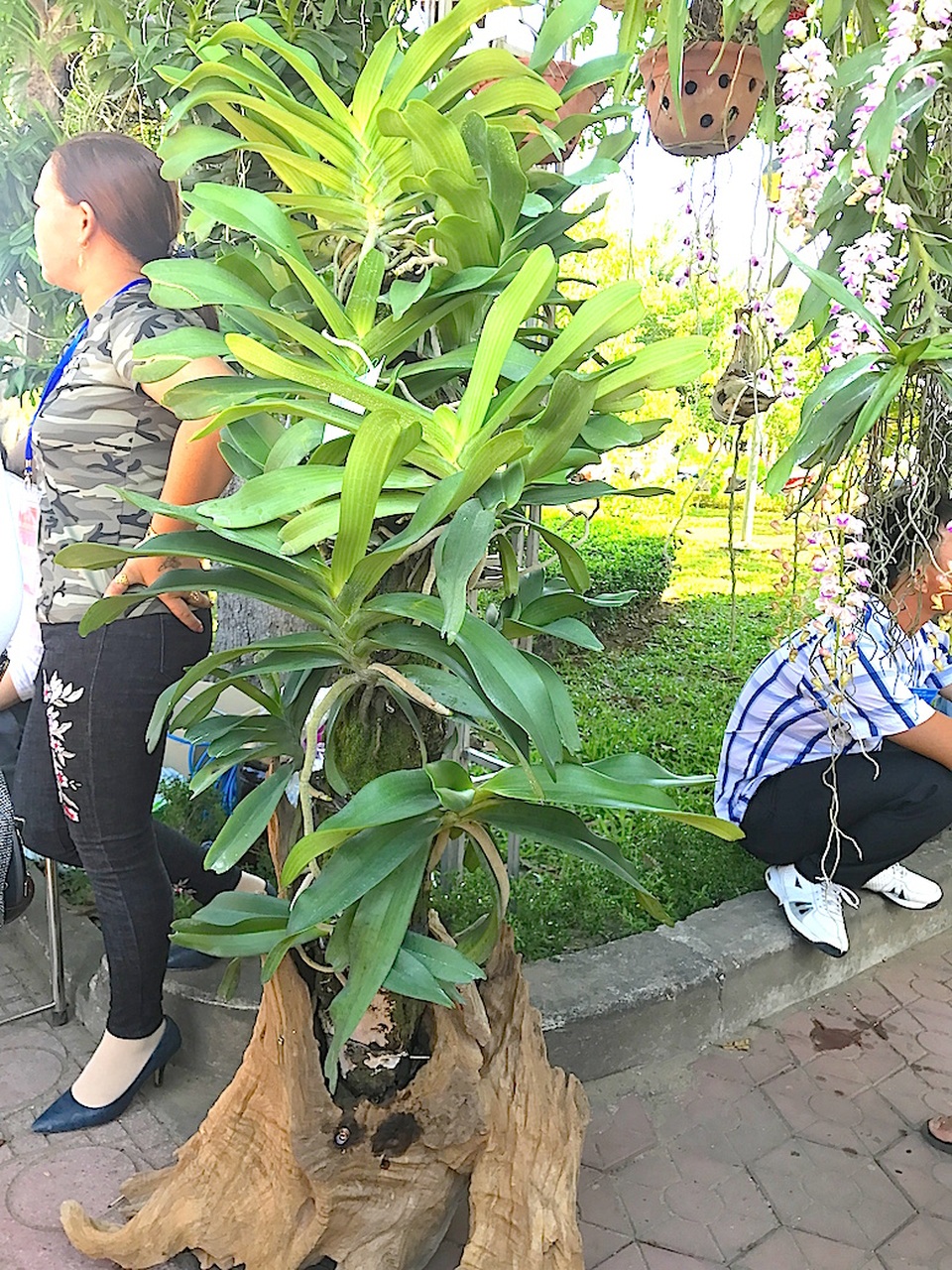 Mãn nhãn trước "rừng" lan khoe sắc - 9 Tác phẩm: Trụ đa châu.