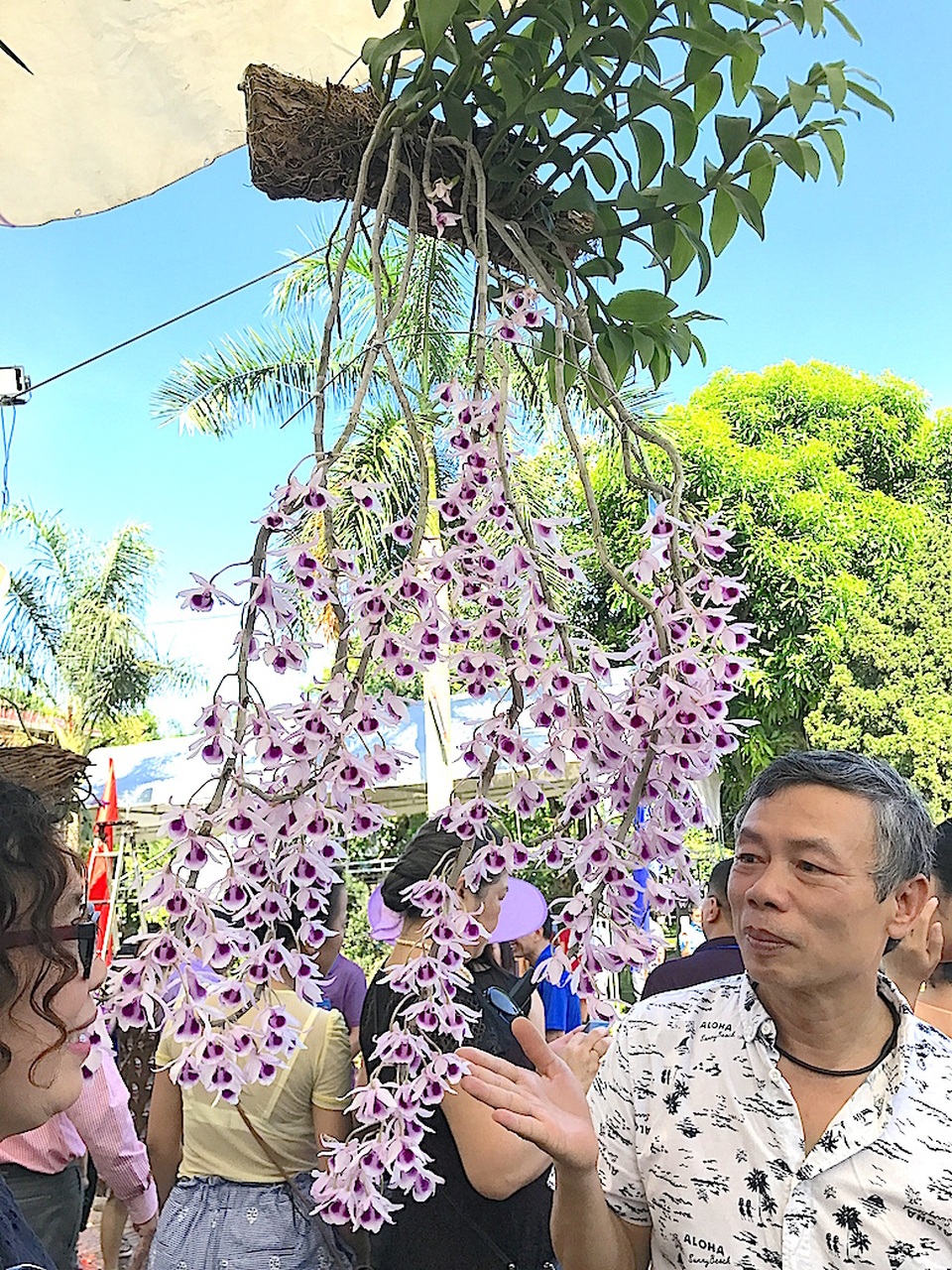 Mãn nhãn trước "rừng" lan khoe sắc - 7 Mãn nhãn trước "rừng" lan khoe sắc - 7
