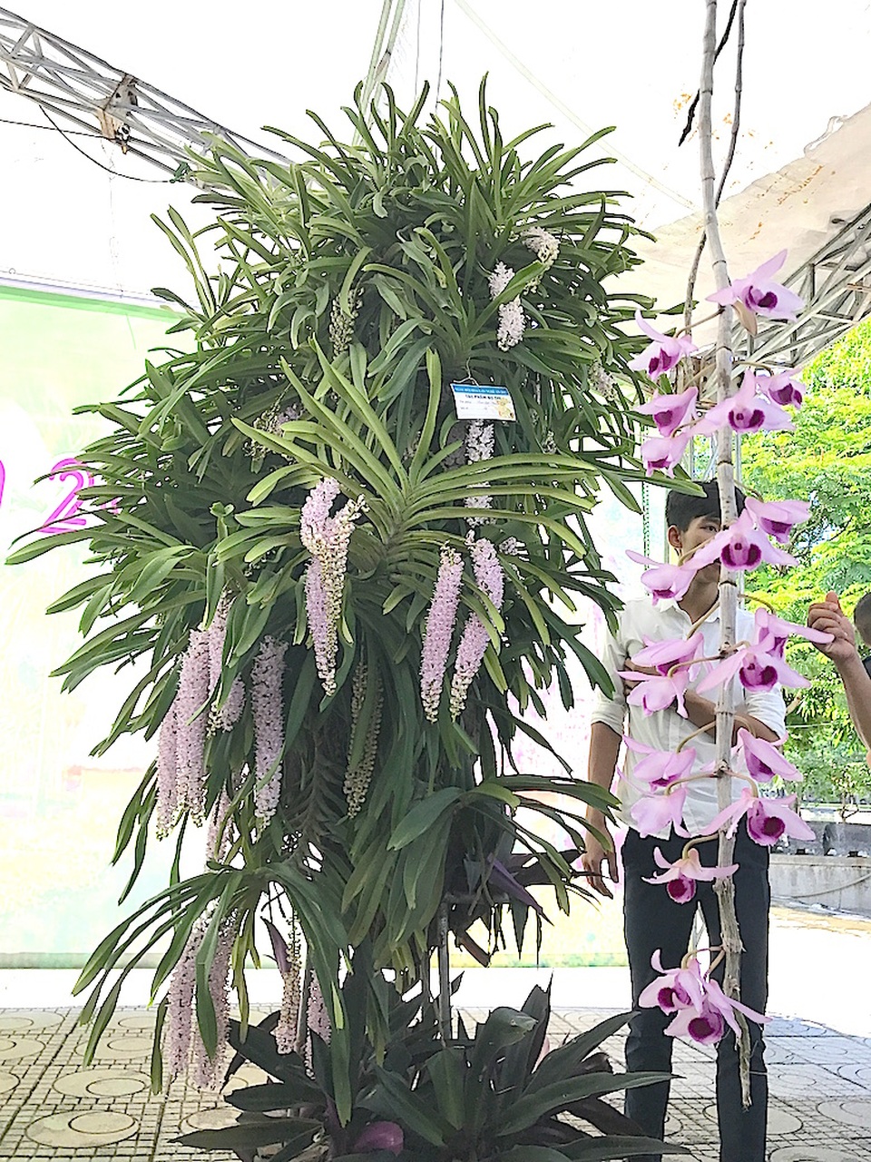 Mãn nhãn trước "rừng" lan khoe sắc - 5 Cùng khoe sắc.