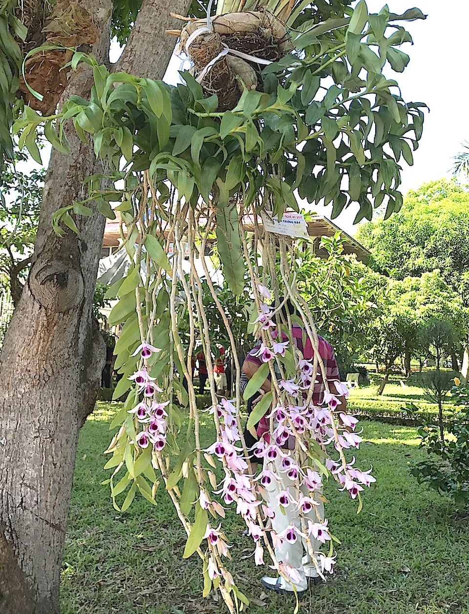 Mãn nhãn trước "rừng" lan khoe sắc - 4 Mãn nhãn trước "rừng" lan khoe sắc - 4
