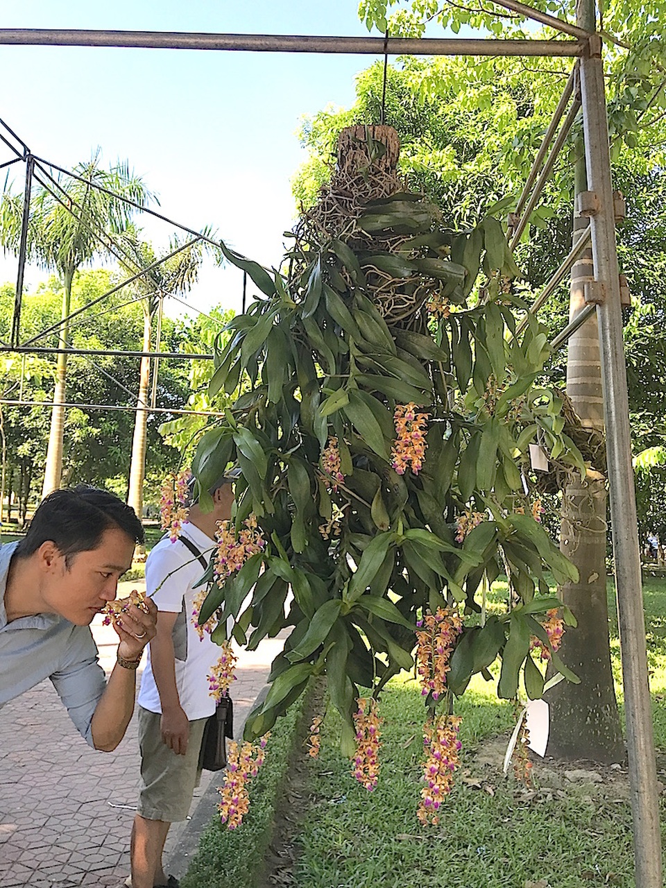 Mãn nhãn trước "rừng" lan khoe sắc - 3 Thưởng lãm hoa lan bằng mũi.