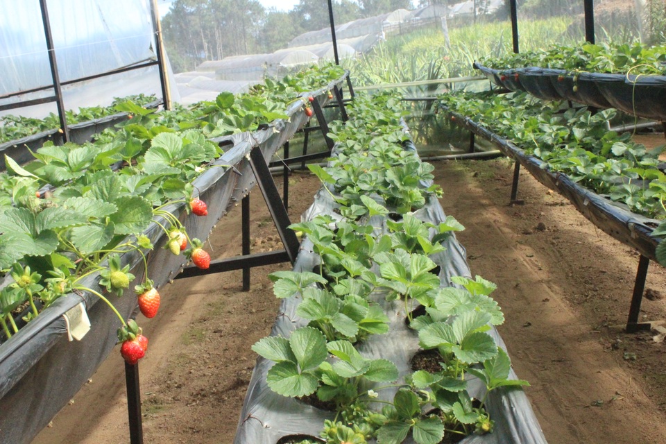 Dâu tây Đà Lạt khan hàng, tăng giá chóng mặt - 2 Các loại dâu tây trồng trong lồng kính giá cũng tăng cao