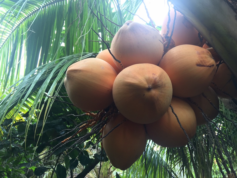 Dừa Adona có màu vàng cam