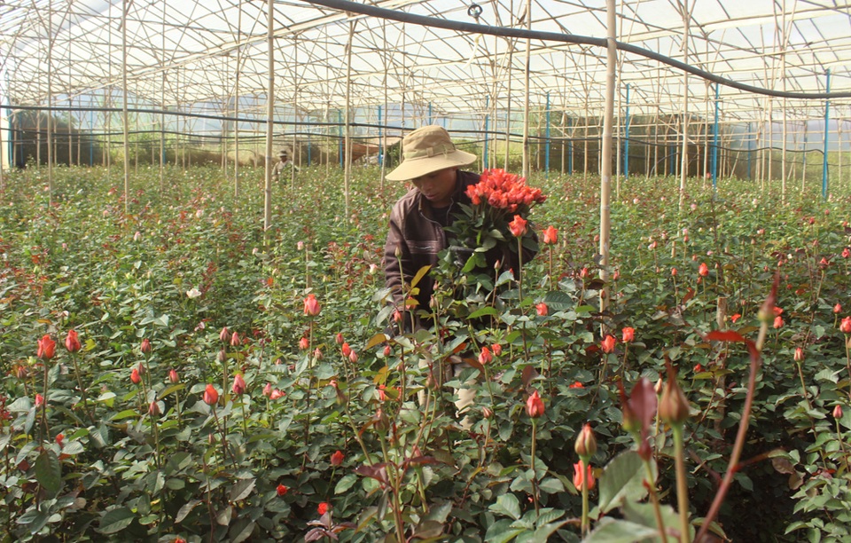 Cận lễ Tình nhân, hoa hồng Đà Lạt tăng giá gấp 3 lần - 2 Nông dân Đà Lạt thu hoạch hoa hồng