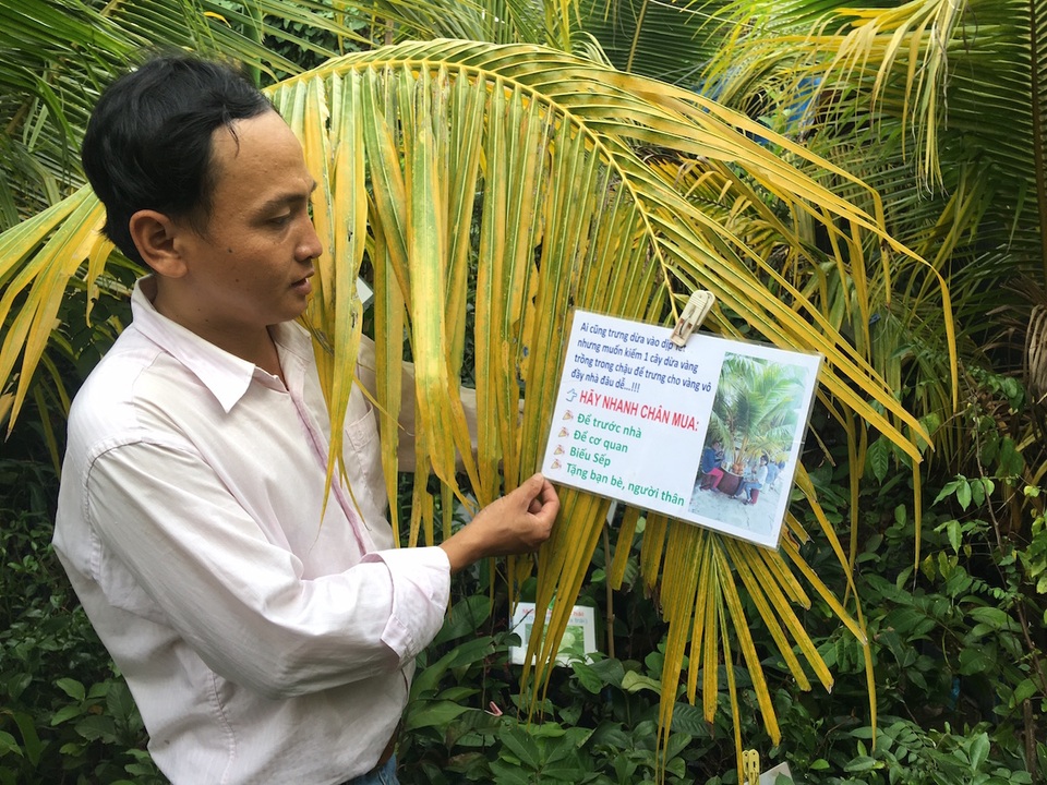 
Theo anh Cường, cha đẻ của giống dừa Adona thì phải đặt hàng trước cả tháng mới có dừa chưng Tết
