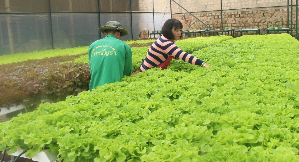 Rau xanh Đà Lạt được mùa, giá rẻ như cho - 1 Rau xanh Đà Lạt được mùa, rớt giá thê thảm