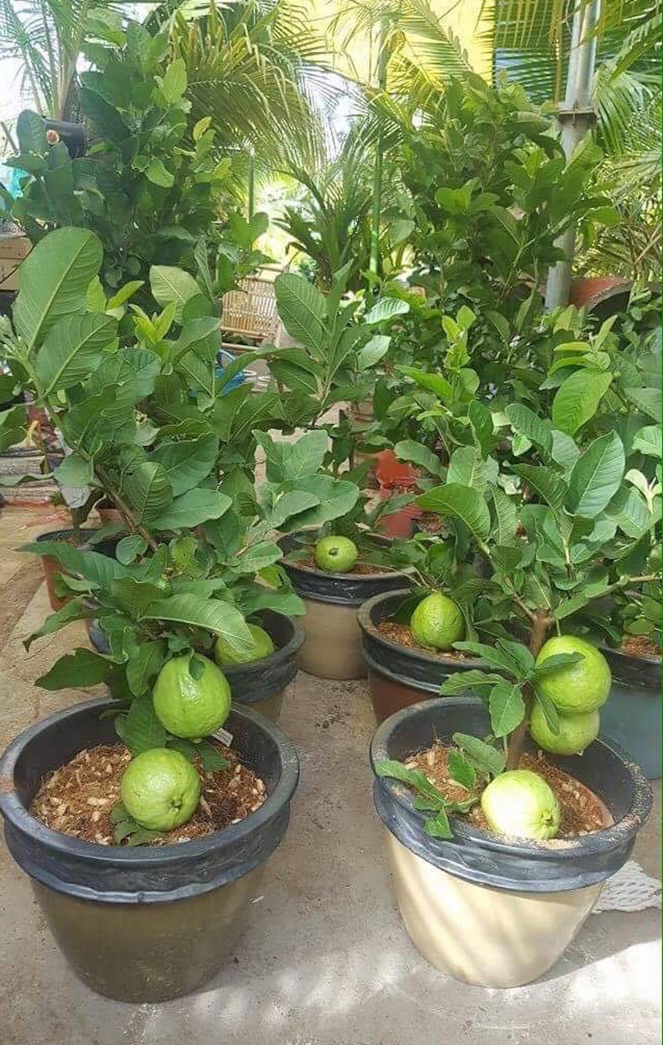 Loại ổi trong chậu nhỏ này có ưu điểm là thời gian đơm hoa kết trái chỉ từ 3 – 4 tháng