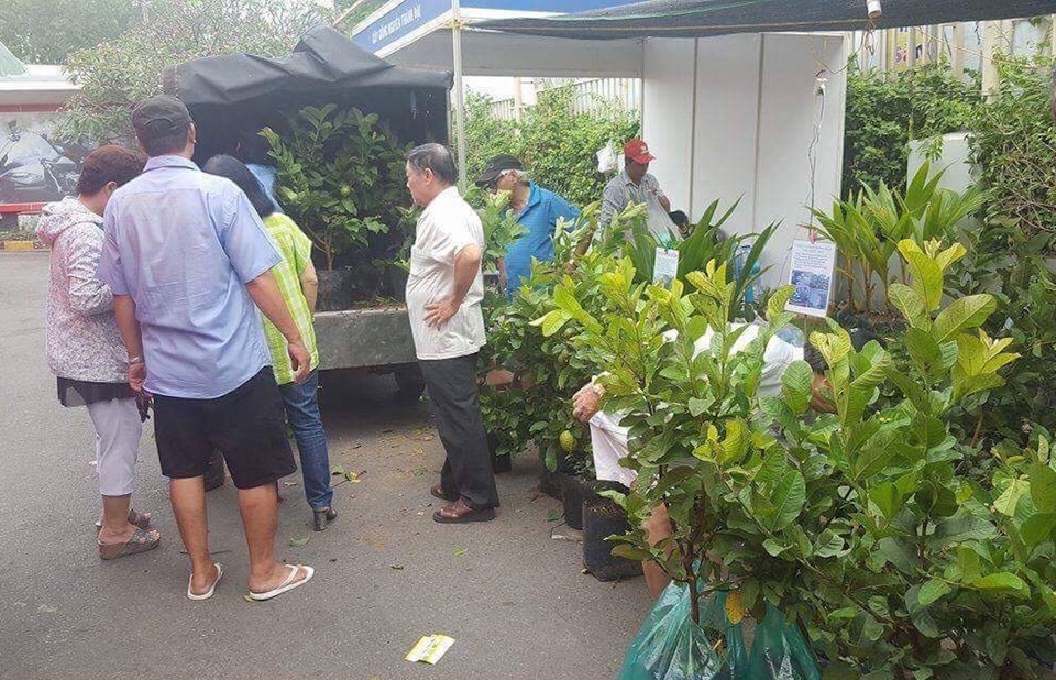 Ổi chậu, dừa vàng cam chưng Tết giá rẻ hút khách Sài thành - 2