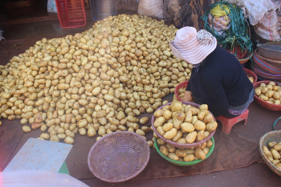 Đà Lạt nhập trên 100 tấn khoai tây Trung Quốc - 1 Đà Lạt nhập trên 100 tấn khoai tây Trung Quốc, tuy nhiên tất cả các mẫu tồn dư thuốc bảo vệ thực vật, kim loại nặng trong loại khoai tây này đều trong ngưỡng cho phép