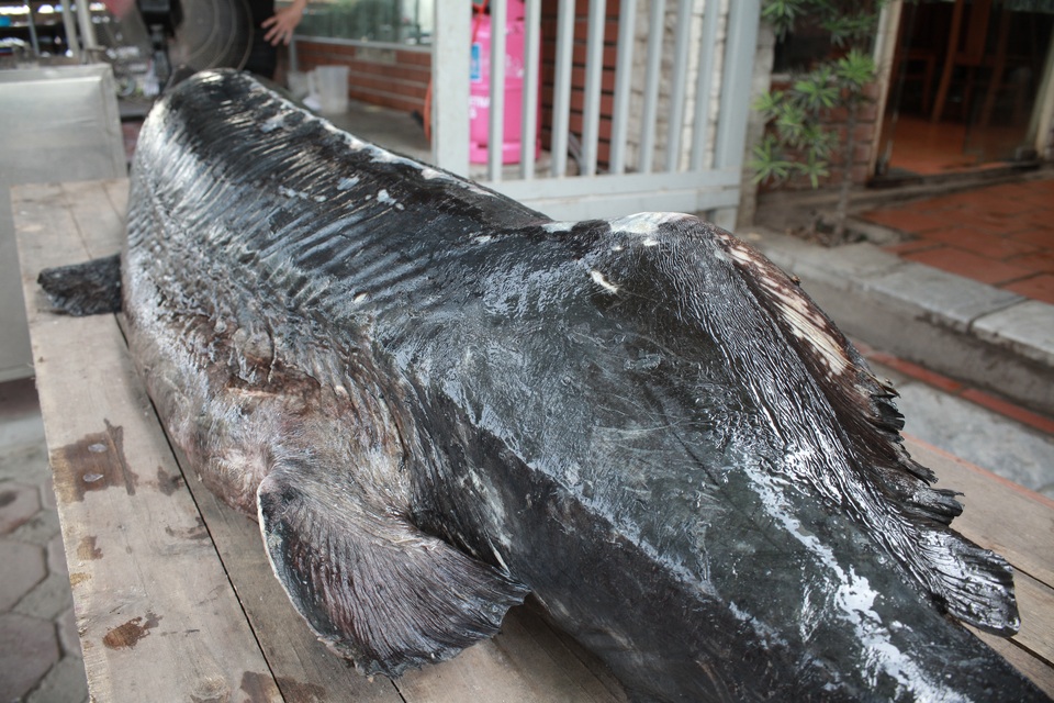 Cá tầm “khủng” nặng 100kg lên bàn dân nhậu Hà Thành - 3 Hiện trên thị trường, giá cá tầm được chào bán từ 1 triệu - 1,3 triệu/kg