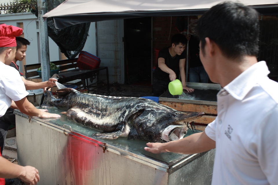 Cá tầm “khủng” nặng 100kg lên bàn dân nhậu Hà Thành - 1 Con cá tầm có cân nặng lên tới 100kg có giá vào khoảng 100 triệu đồng