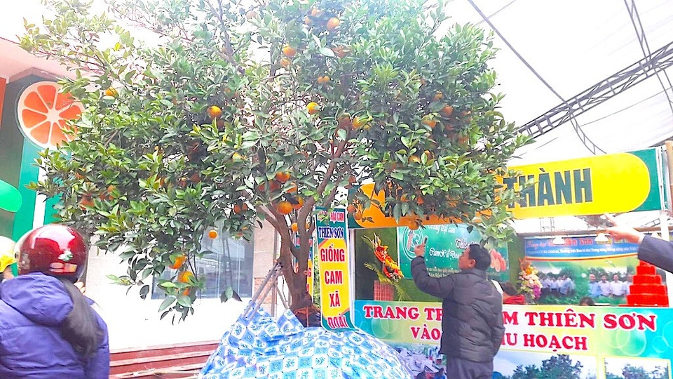 Những sản phẩm độc đáo từ quả cam xứ Nghệ - 2 Một cây cam Xã Đoài có đến hàng trăm quả được trưng bày tại Hội chợ.