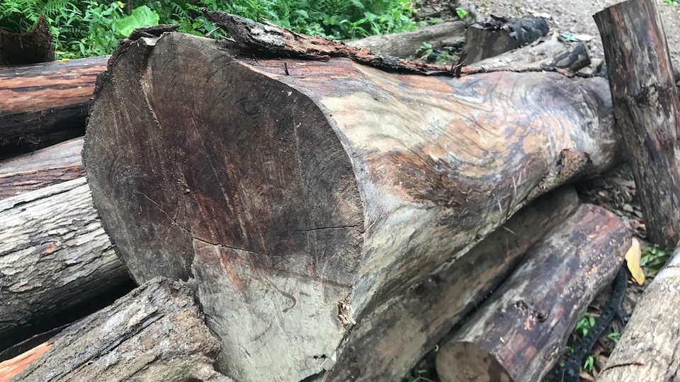 Hàng loạt cán bộ huyện bị kỷ luật vì không giữ được rừng - 13 Những cây gỗ có đường kính tầm 40-50cm bị cắt thành khúc.