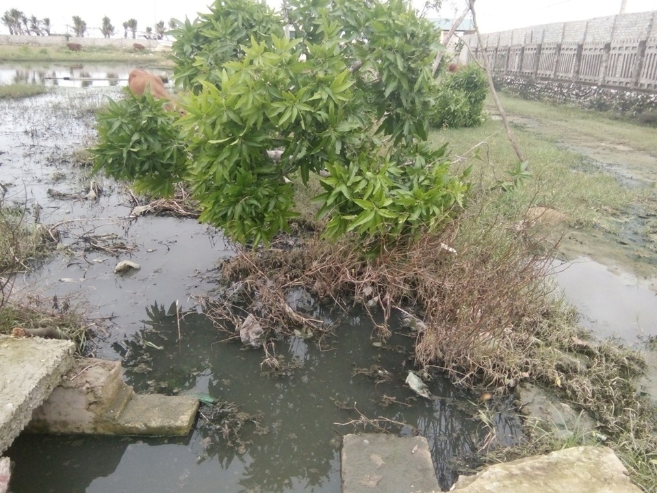 Nơi đọng nước thải, cây cối chết khô