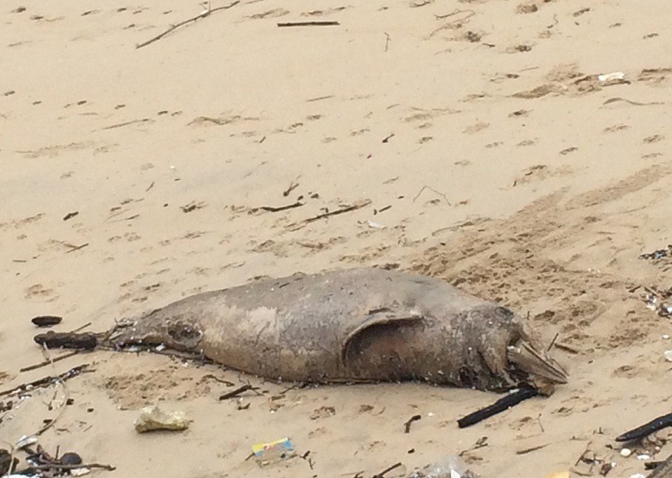 Cá heo 70kg chết dạt vào bờ biển Quảng Bình - 1
Cá thể cá heo chết dạt vào bờ biển Quảng Bình