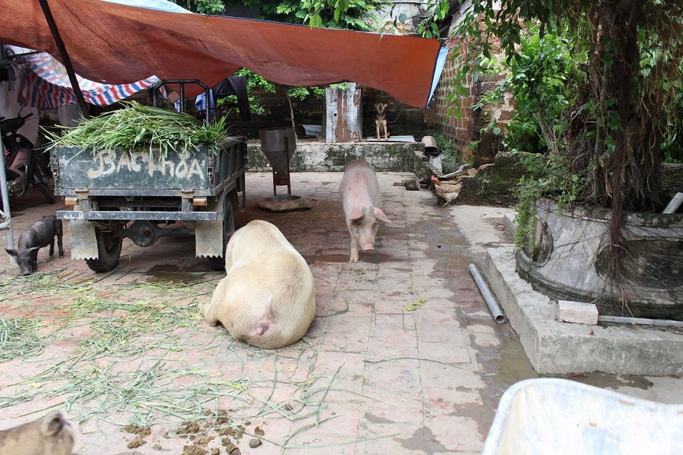 Dân Thủ đô nuôi lợn trong nhà, đánh cá giữa đường - 3
Lợn ở trong nhà, trong sân những ngày nước lũ chưa rút.