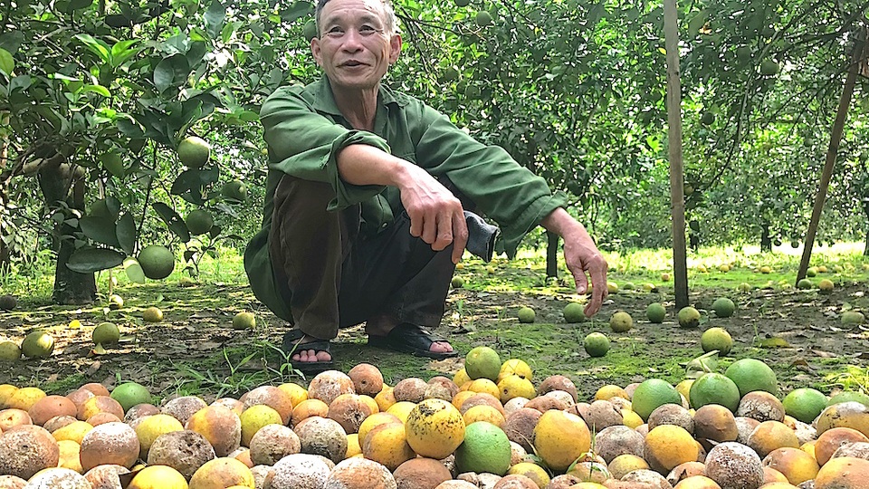 Cam rụng vàng vườn sau mưa lũ, người dân điêu đứng - 10 Ông Thẩm xót xa nhìn cam rụng.
