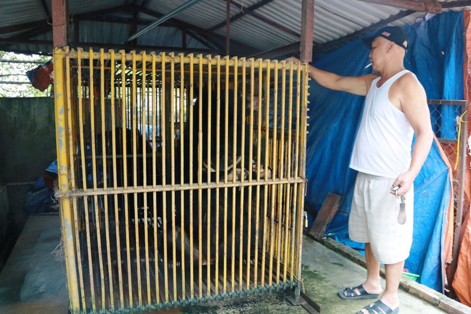 Giải cứu 3 cá thể gấu ngựa bị nhốt trong lồng gần 20 năm - 1 Các cá thể gấu ngựa bị người dân nuôi nhốt trong lồng gần 20 năm.
