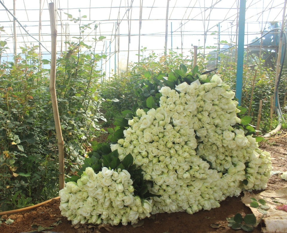 Hoa tươi Đà Lạt tăng giá gấp đôi dịp lễ 20/10 - 2 Nhà vườn thu hoạch hoa hồng để cung cấp cho thị trường dịp lễ 201/10