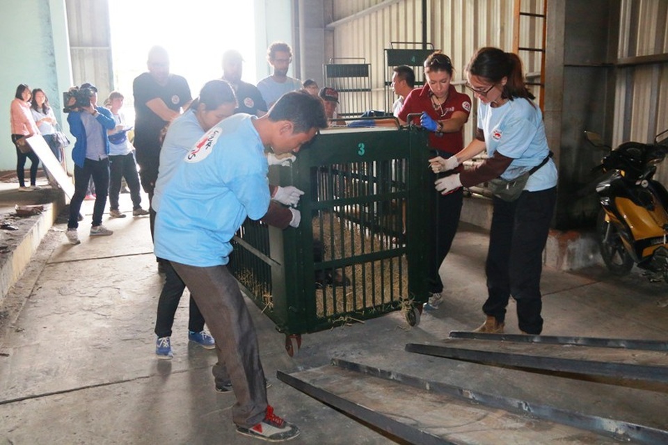 Giải cứu 3 cá thể gấu ngựa bị nhốt trong lồng gần 20 năm - 5
Các cá thể gấu này sẽ được đưa vào trang trại bảo tồn gấu Ninh Bình của Four Paws Việt, sau khi ổn định sức khỏe sẽ thả ra khu bán hoang dã trong công viên động vật hoang dã quốc gia tại Ninh Bình.