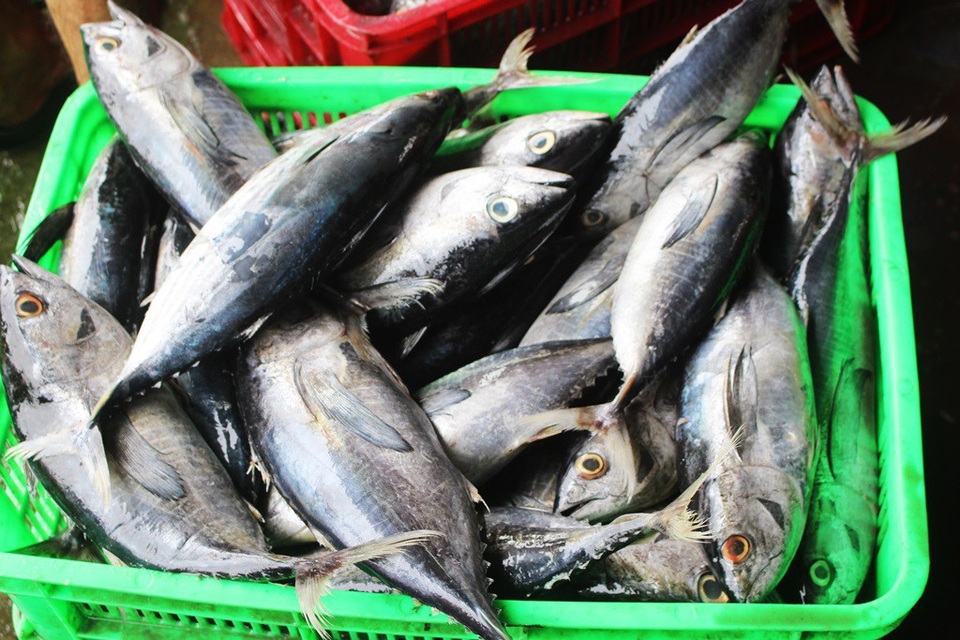 Ngư dân liên tiếp thua lỗ vì cá ngừ đại dương ở Trường Sa mất mùa - 3 Ngư dân liên tiếp thua lỗ vì cá ngừ đại dương ở Trường Sa mất mùa - 3