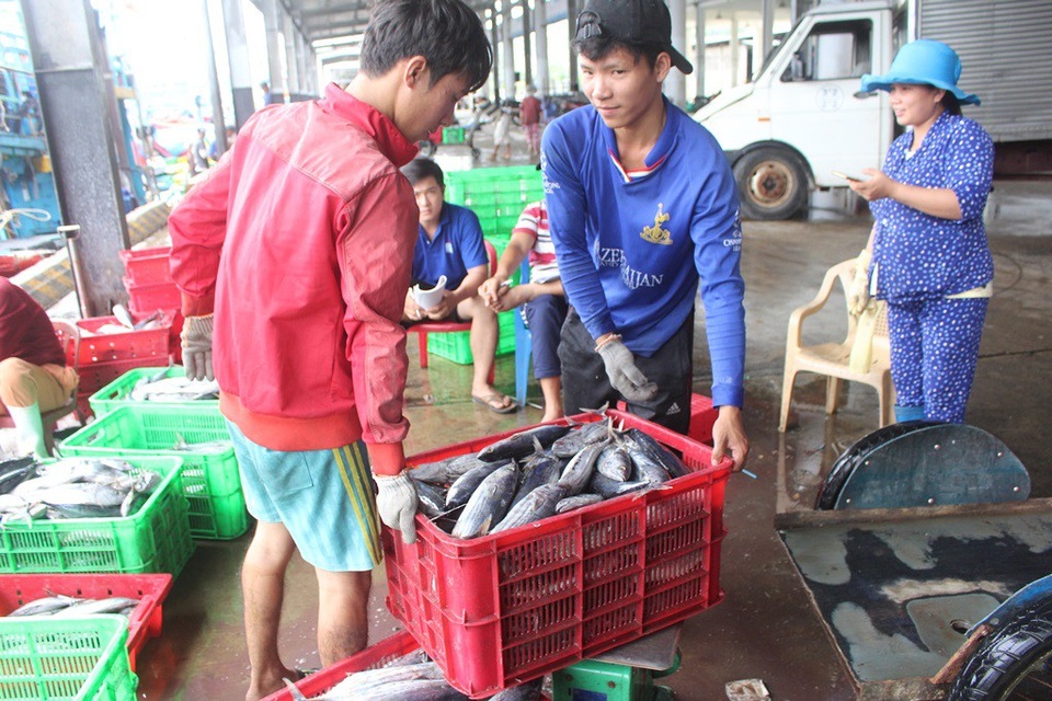 Ngư dân liên tiếp thua lỗ vì cá ngừ đại dương ở Trường Sa mất mùa - 2 Ngư dân liên tiếp thua lỗ vì cá ngừ đại dương ở Trường Sa mất mùa - 2