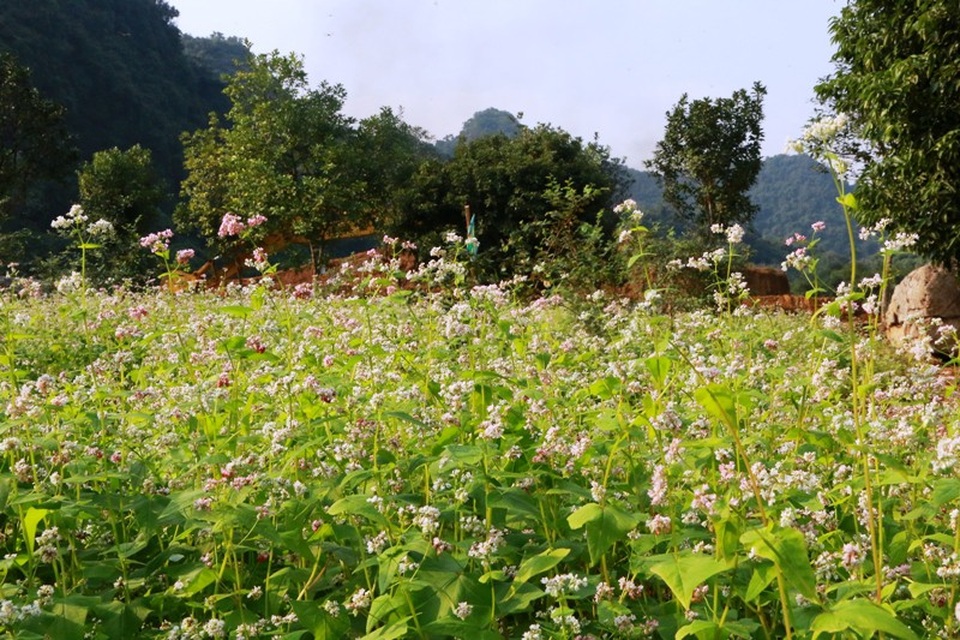 Ngắm hoa tam giác mạch tuyệt đẹp giữa núi rừng Thung Nham - 3 Ngắm hoa tam giác mạch tuyệt đẹp giữa núi rừng Thung Nham - 3