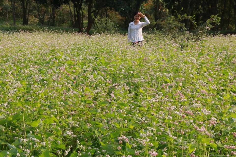 Vườn tam giác mạch “có 1 không 2” hút hồn du khách ở Ninh Bình - 8 Vườn tam giác mạch “có 1 không 2” hút hồn du khách ở Ninh Bình - 8