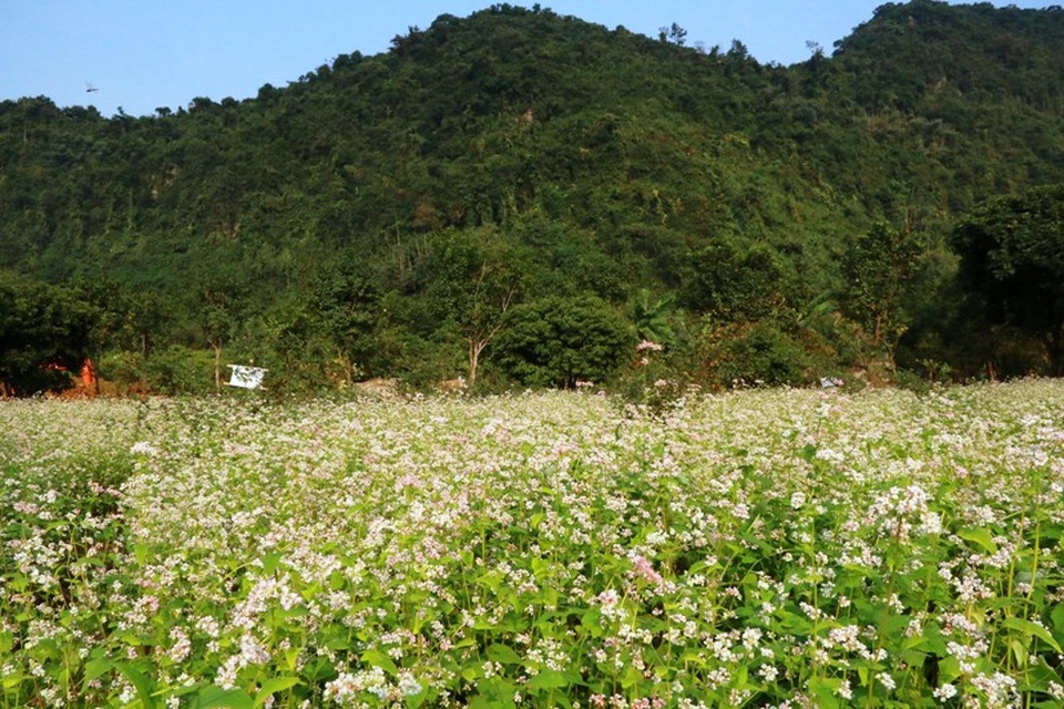 Ngắm hoa tam giác mạch tuyệt đẹp giữa núi rừng Thung Nham - 2 Ngắm hoa tam giác mạch tuyệt đẹp giữa núi rừng Thung Nham - 2